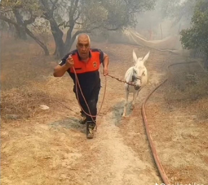 SepyaZeytin's tweet image. Onların da canı var... Onları kurtarmaya çalışanlar, hakkınız ödenmez....   #yangın #izmiryanıyor