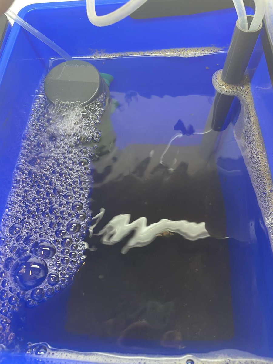 Our #mesocosm system is now cycling! We’re using field-collected #sediment along with #biofilters to maintain water quality for our #cockles 🦪

We hope to begin the new #experiment soon