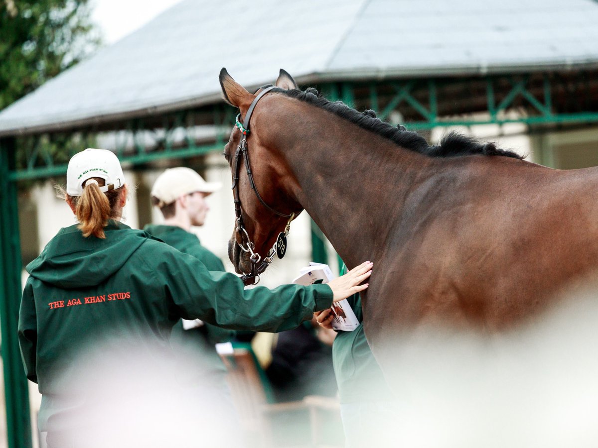 🏖️ 𝙎𝙘𝙚𝙣𝙚𝙨 𝙛𝙧𝙤𝙢 𝙩𝙝𝙚 𝙎𝙪𝙢𝙢𝙚𝙧 𝙎𝙖𝙡𝙚 🏖️

A huge shout-out and thank you to our hard-working staff, who spent this week showing horses in both the blistering heat and the pouring rain at <a href="/InfoArqana/">ARQANA</a>! 🙏