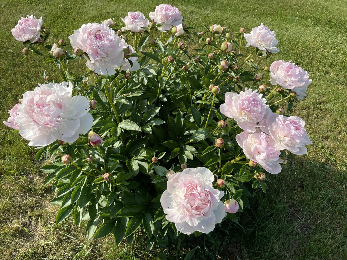 Michael Smith tweet media