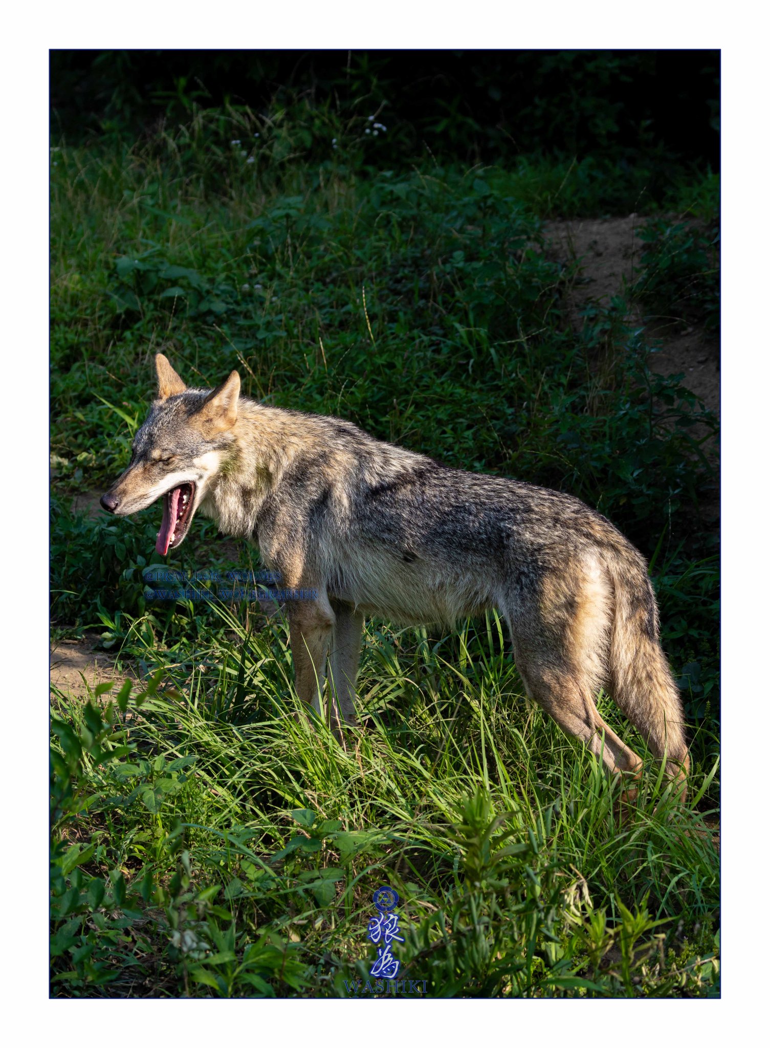 WASHIKI🐺🌊WolfGrapher on X: 