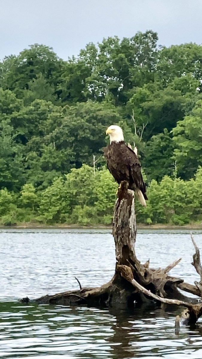 Independence, indeed. 🦅

📍 Hempstead Lake State Park, West Hempstead
📷 Jerald Mendoza