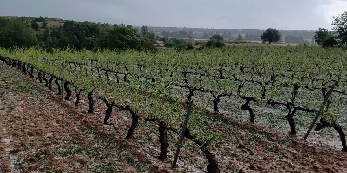 WHEN THE SKY FALLS UPON THE VINEYARD
👉ferratus.es/when-the-sky-f…