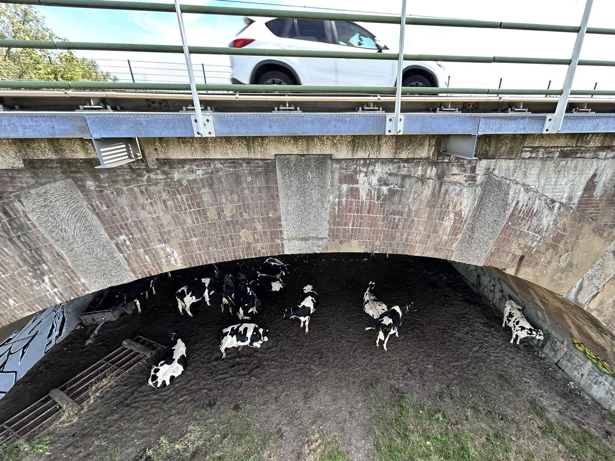 Als er geen bomen zijn om schaduw te zoeken, dan is er voor deze koeien in Westervoort de IJsselbrug. #geendagzonderdeIJssel