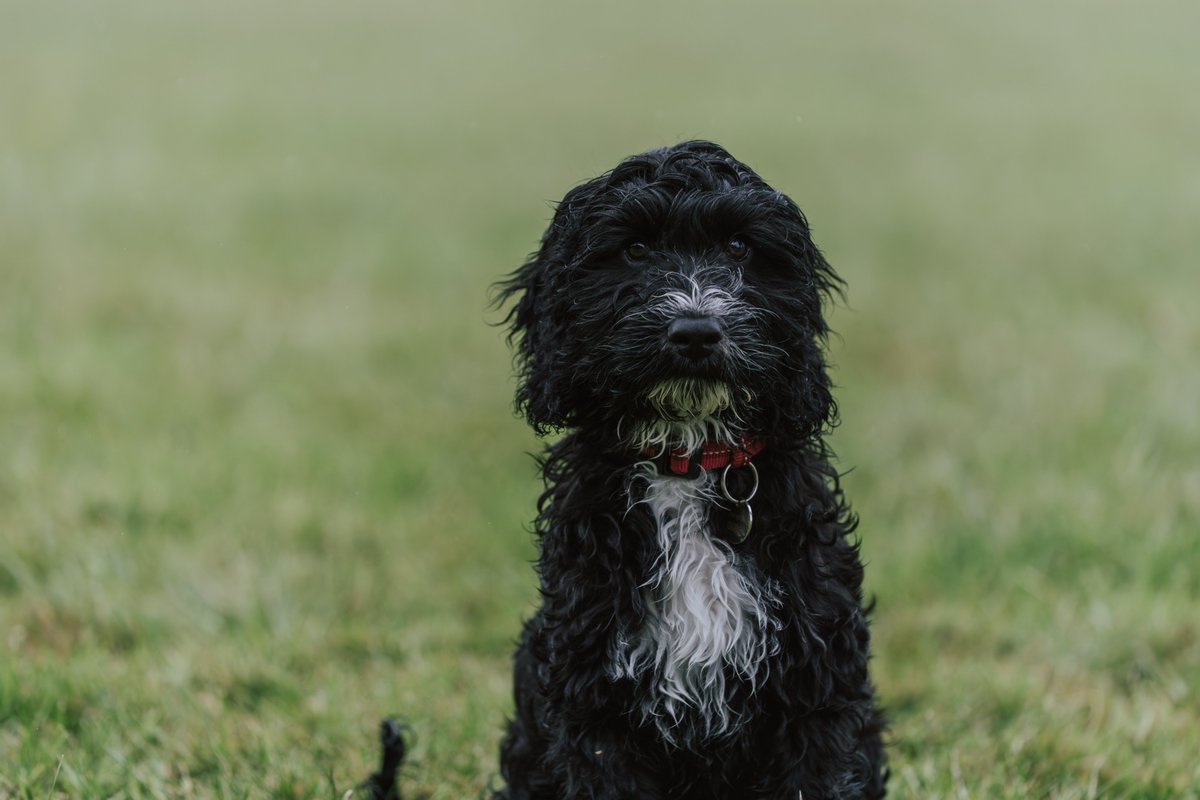 MedDetectDogs's tweet image. There's a new Medical Detection Dogs sponsor puppy on the block - you can now help with future lifesaver, Woody's, training for as little as £5 a month.
It costs us £29,000 to train one of our dogs and by sponsoring him you'll not only be helping us with this, you'll also…