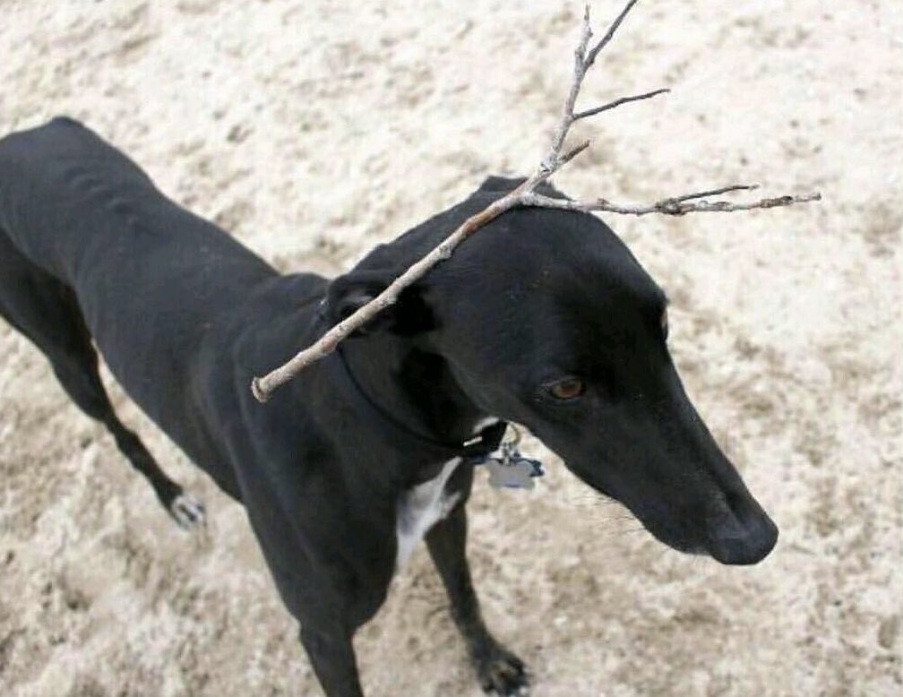 My deer is up for adoption to a loving home! 

He occasionally barks, but don’t worry, it’s just his bilingual charm shining through.