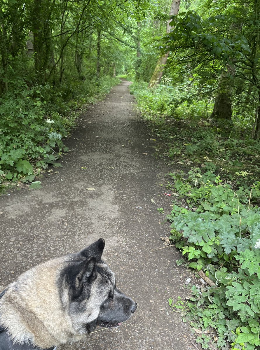 Not great for my hayfever, but Bear and I had a lovely walk through the woods this morning.