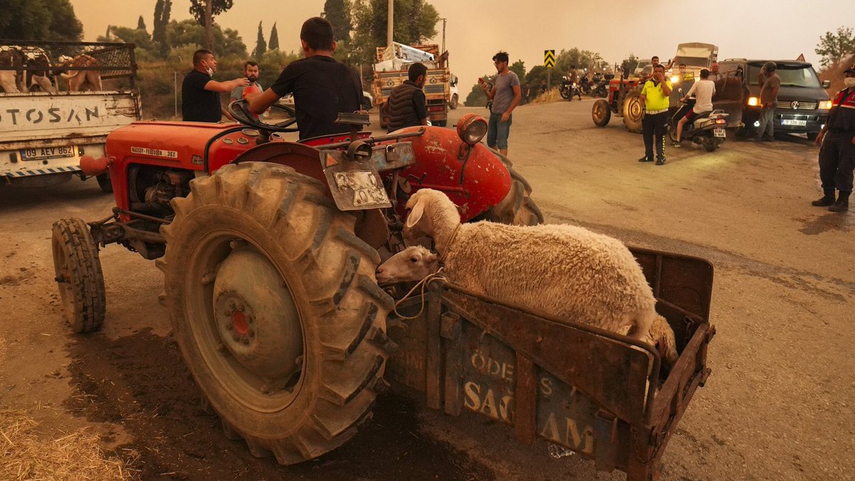 Halk, hayvanlarını yangınlardan kaçırıyor…

Ödemiş, İzmir | 14:12