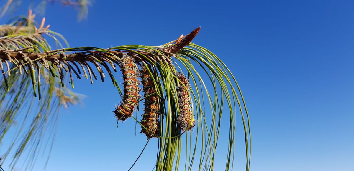 🪲 FABI Friday Feature
Meet Nudaurelia clarki – the Pine Emperor Moth. Native to southern Africa, this moth is both beautiful and destructive. Its larvae feed gregariously on pine needles, causing severe defoliation.
#FABIFriday #Entomology