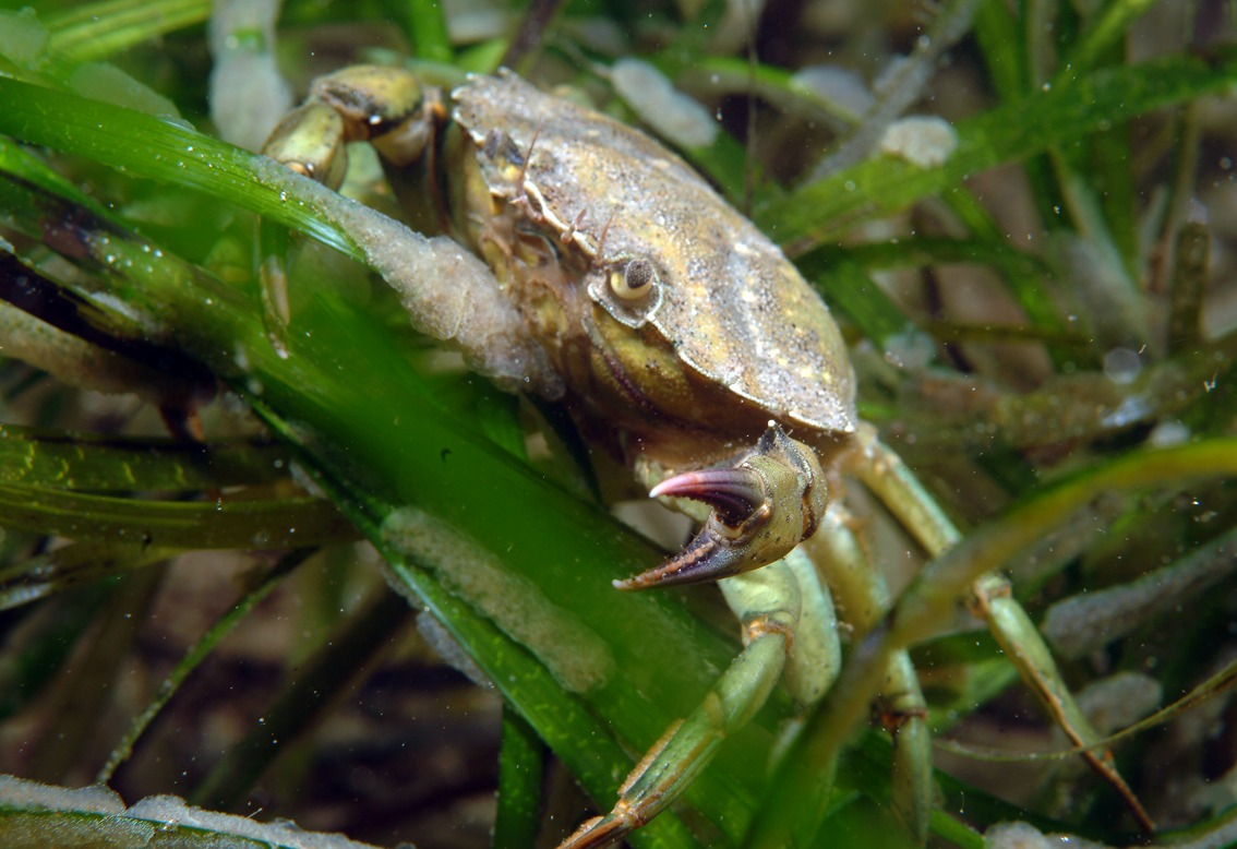 Cumberland House (@portsmouthnhm) on Twitter photo Join the <a href="/HIWWTMarine/">Hampshire & IOW Wildlife Trust Marine</a> on 29 July 11am - 12noon & 2pm - 3pm for a dive beneath the waves to learn about marine classification and the incredible creatures that live in our own Solent! A free workshop at the museum suitable for children of all ages.
To book ring 023 9283 4432 Join the <a href="/HIWWTMarine/">Hampshire & IOW Wildlife Trust Marine</a> on 29 July 11am - 12noon & 2pm - 3pm for a dive beneath the waves to learn about marine classification and the incredible creatures that live in our own Solent! A free workshop at the museum suitable for children of all ages.
To book ring 023 9283 4432