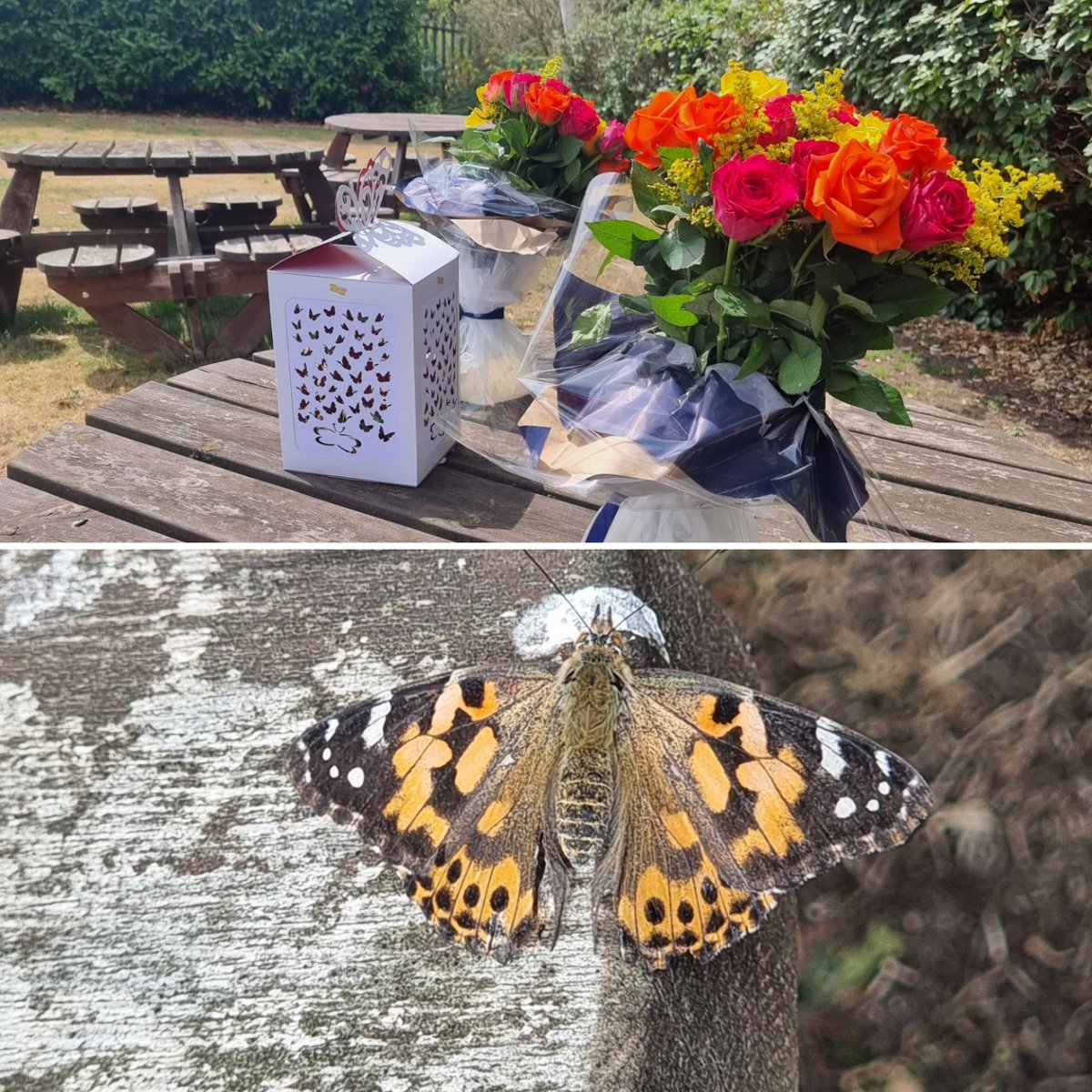 Nicola Maier (@nicola_maier) on Twitter photo Beautiful and poignant #butterflyrelease 🦋 <a href="/Team_HASAG/">HASAG Asbestos Disease Support</a> on Action Mesothelioma Day #AMD2025 #mesothelioma Beautiful and poignant #butterflyrelease 🦋 <a href="/Team_HASAG/">HASAG Asbestos Disease Support</a> on Action Mesothelioma Day #AMD2025 #mesothelioma