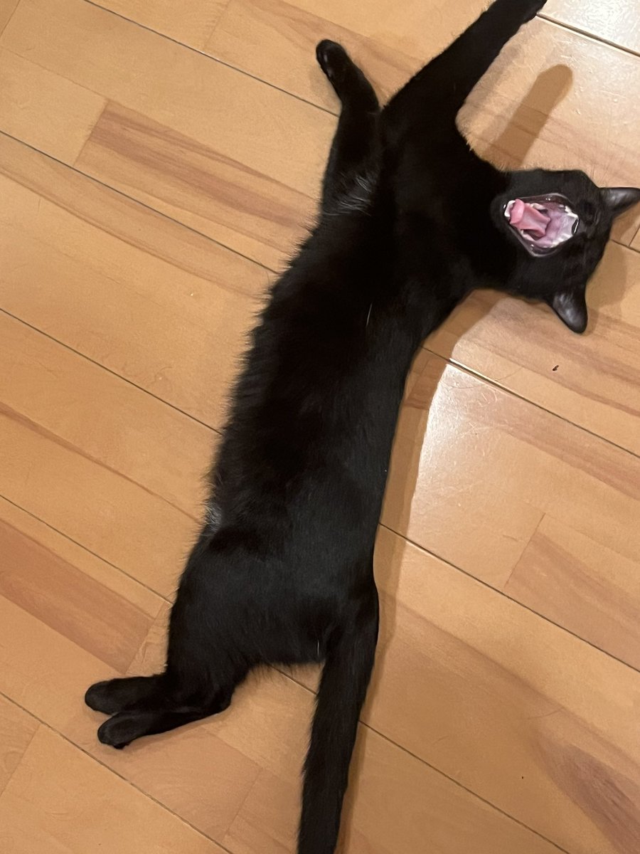 凄いあくび。
ライラさん触ってると眠くなってくる🥱