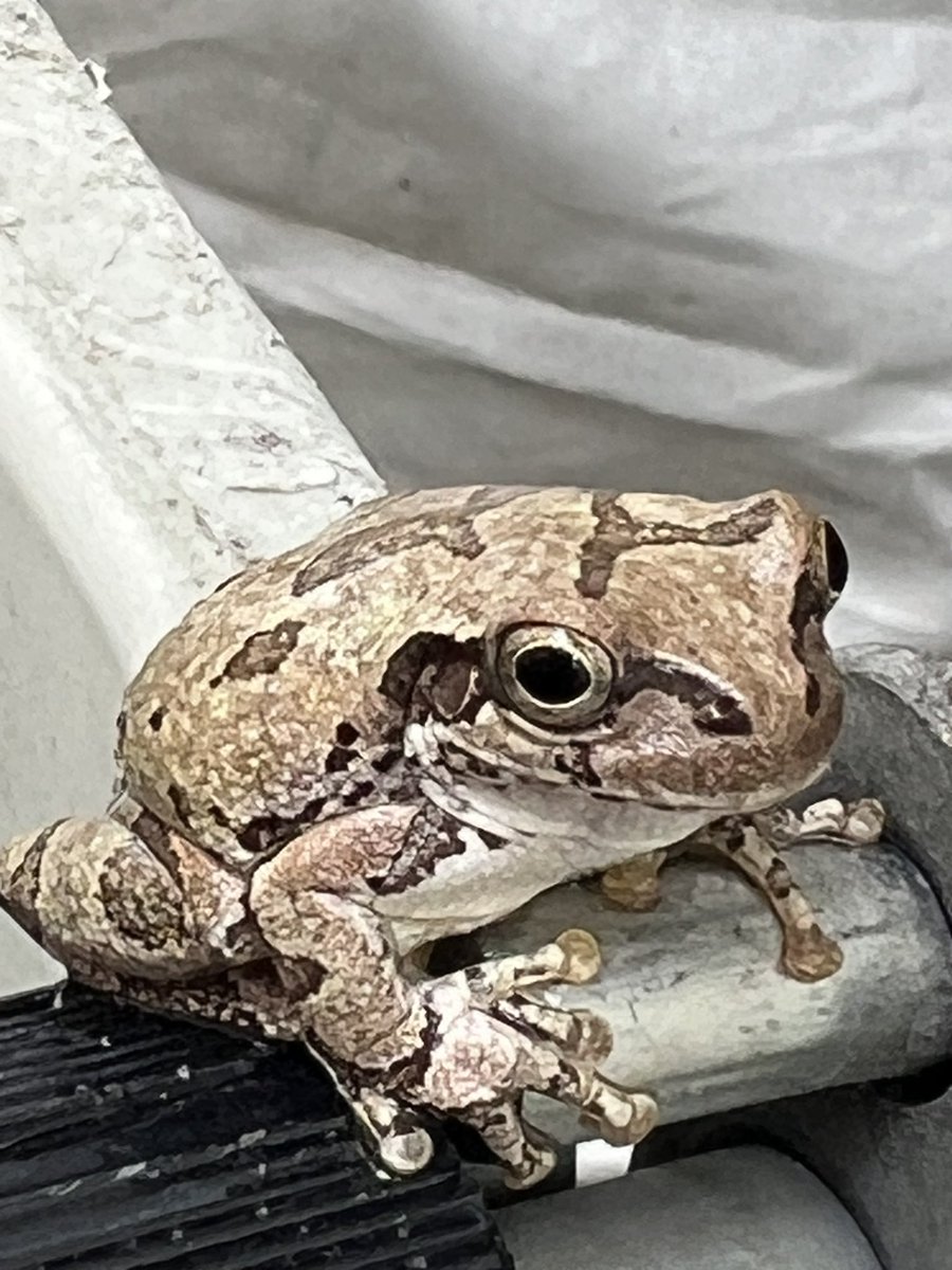 今日友達になった