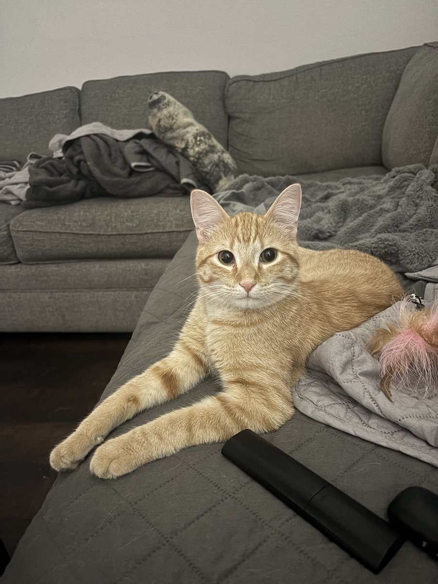 DinkyCat2's tweet image. Someone tell him to stop being a heart breaker 💔