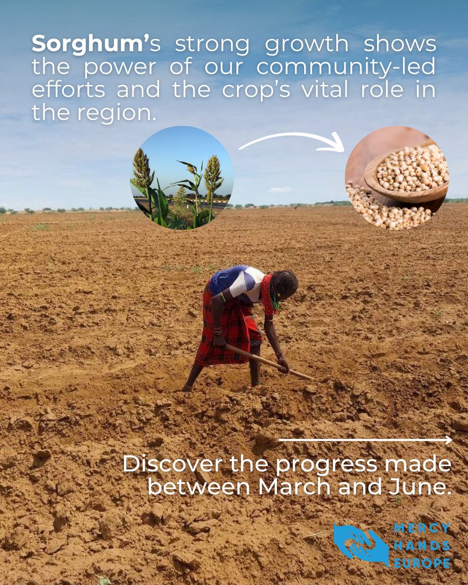 MercyHandsEU's tweet image. No rain. 33°C heat.
But in Dassenech, sorghum is thriving 🌿 — now entering seed formation thanks to solar-powered #EcoIrrigation.
Local women & men are leading water distribution, and new infrastructure is in place to protect key assets.
#ClimateResilience #SouthOmo #WomenInAg