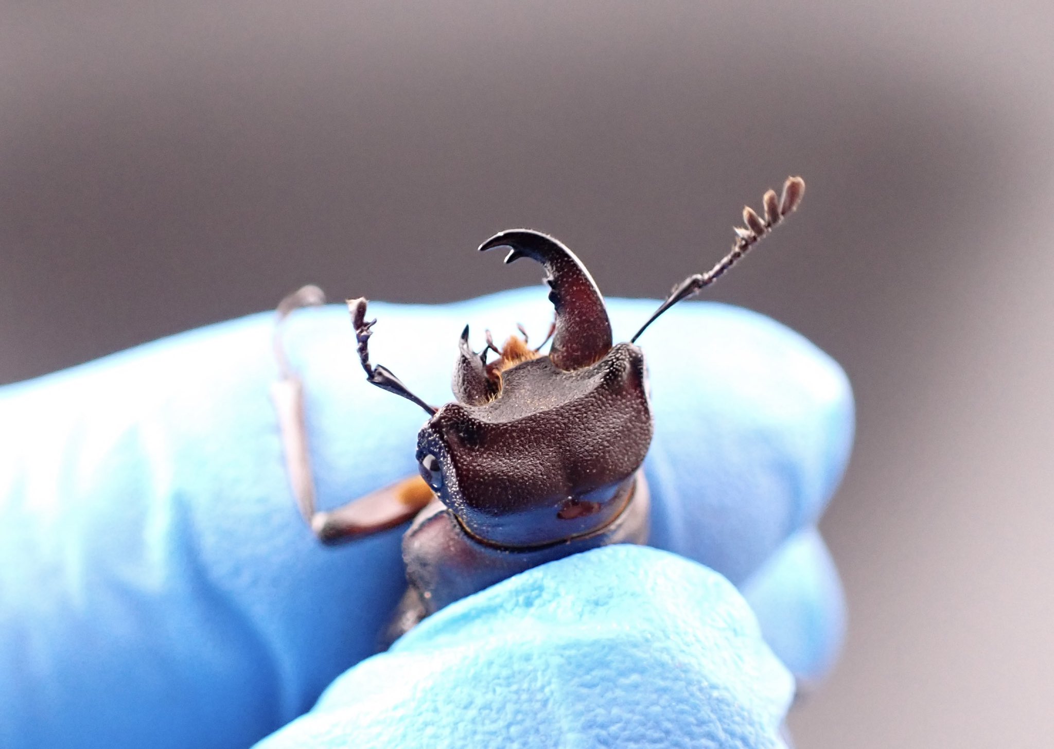 雌雄モザイク - Search / X