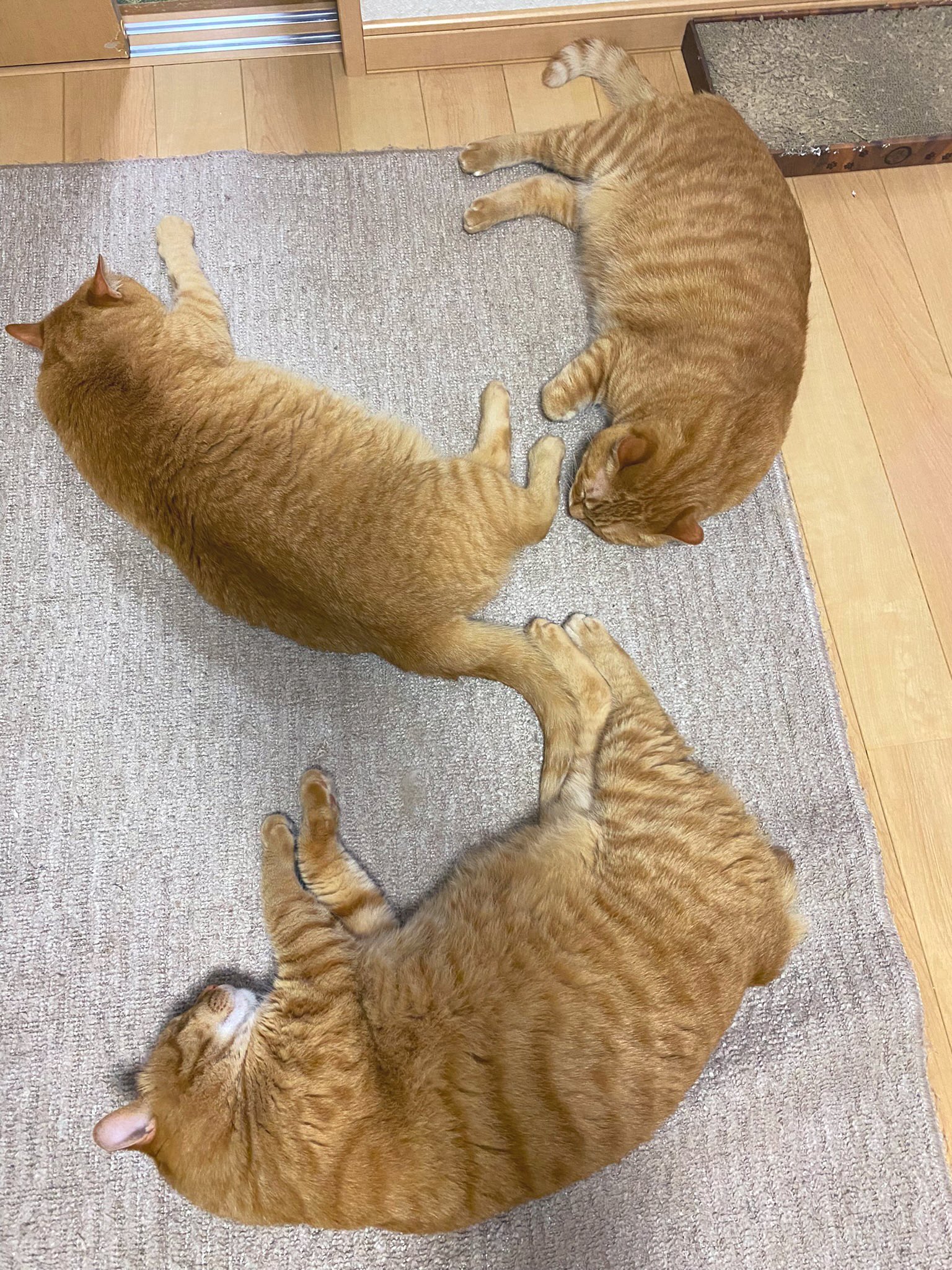 茶虎猫 フォルムが優勝過ぎて眩暈がした🐈✨ ナイスこたくん😻🧡 後ろ姿