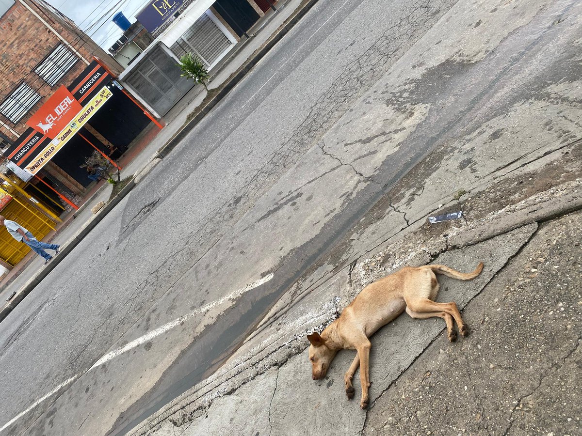 <a href="/PerroUsuario/">PerroUsuario Wof '•'</a> Buenos días por favor si mexayuda a difundir una cachorra aparentemente herida por un vehículo en la av. Ppal de bella florida