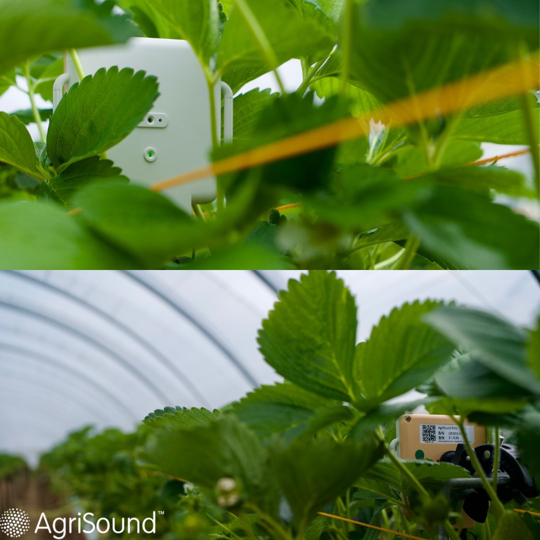 AgriSoundTech's tweet image. ๐ Bee data, where it counts.
AgriSound sensors track pollinators right in the flowering zone, helping @HelloBerryWorld spot issues early and forecast yields with confidence. ๐ฑ๐
#AgriTech #PollinationMonitoring #SmartFarming #BerryFarming #AgriSound