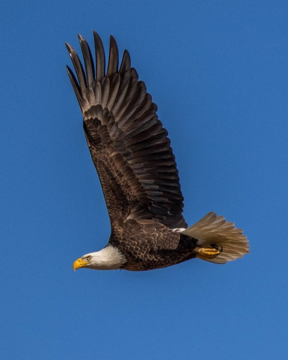Happy 4th of July! 🦅 Let's celebrate independence and our shared spaces. Reminder: no fireworks in parks—let's protect our outdoors! Have a safe and happy Independence Day! 
📸: Barbara Saffir