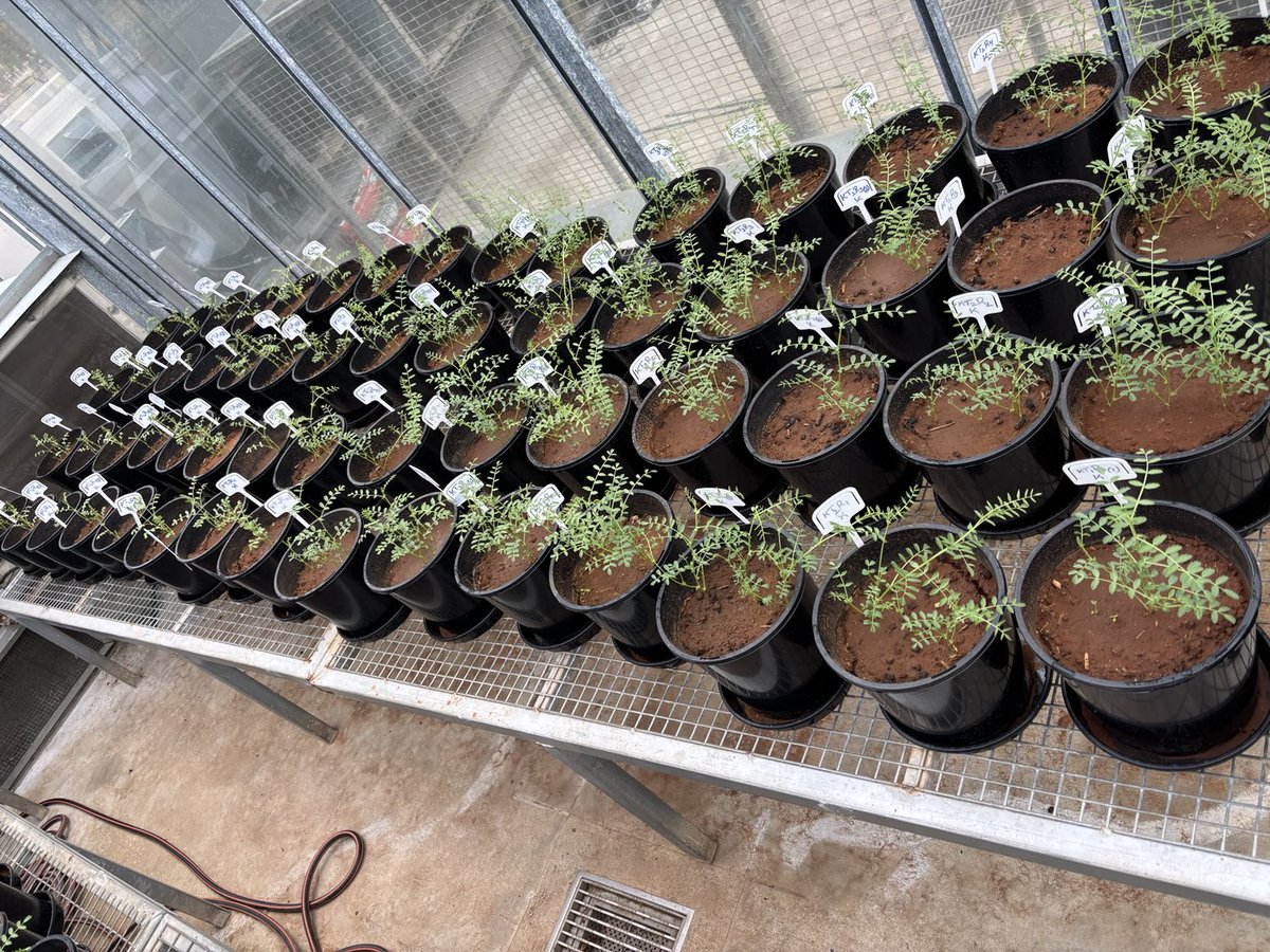Can we make our chickpeas resilient to heatwaves? Our experiment examining management and biotic tools that can mitigate heatwaves impact. Our PhD student Abhiram working with NSW DPI. ⁦<a href="/theGRDC/">GRDC</a>⁩