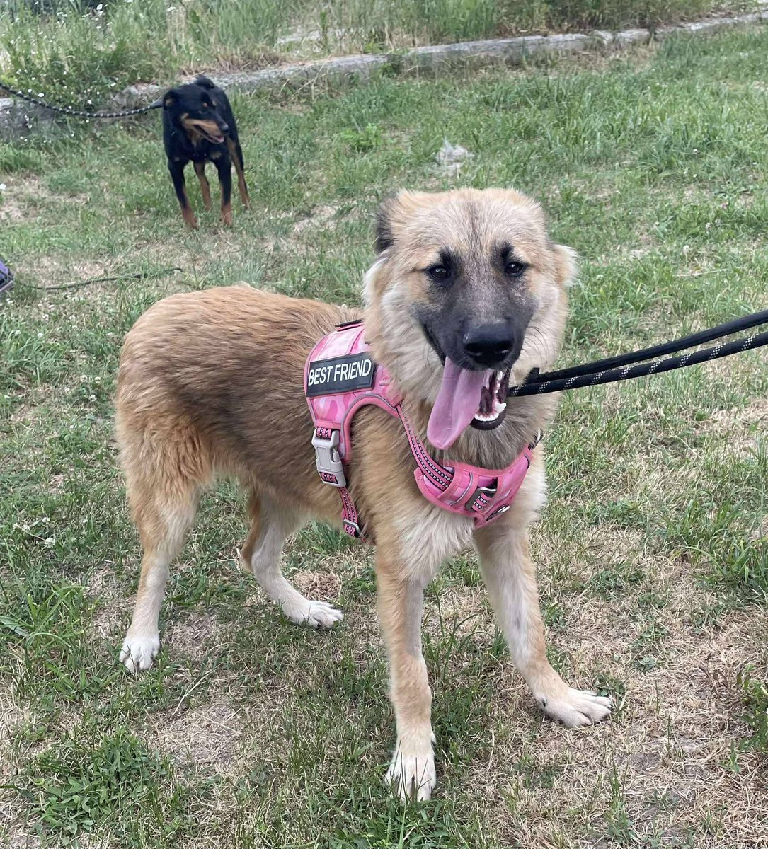Abel arrived at his home in Liverpool early this morning. Now they want him gone by Monday 😡
He is a friendly, slightly timid boy. He is so lovely though and we need to find a home ASAP!
He can live with dogs, a dog savvy cat and kids 7+

Apply: pawprints2freedom.co.uk/apply