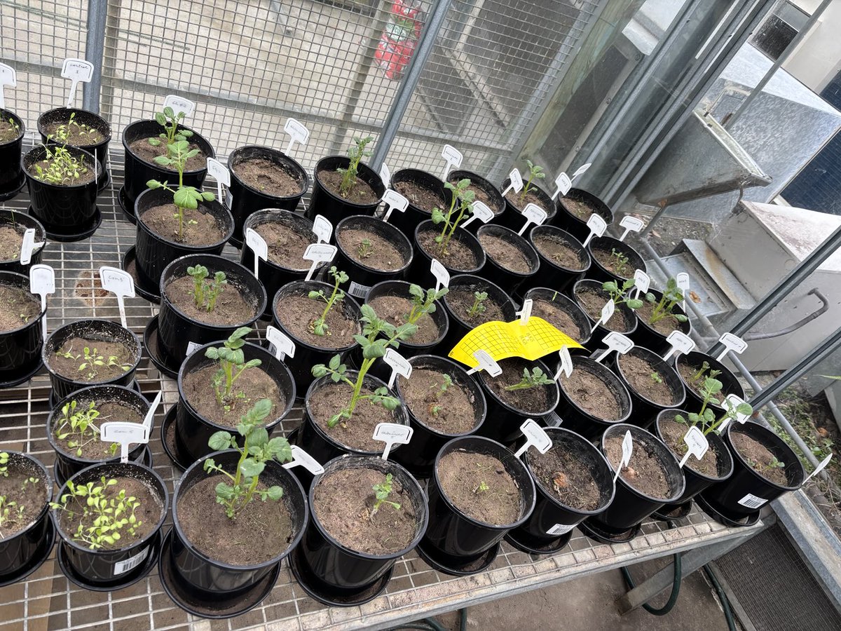 Prof Brajesh Singh (@prof_braj_singh) on Twitter photo Biological control of bacterial wilt of potatoes. Our PhD student Mahnoor Hayat testing various solutions developed in our lab. Early evidence is very promising!
<a href="/FutureFoodCRC/">Future Food Systems CRC</a> <a href="/Hort_Au/">Hort Innovation</a> <a href="/PotatoLink_Au/">PotatoLink</a> Biological control of bacterial wilt of potatoes. Our PhD student Mahnoor Hayat testing various solutions developed in our lab. Early evidence is very promising!
<a href="/FutureFoodCRC/">Future Food Systems CRC</a> <a href="/Hort_Au/">Hort Innovation</a> <a href="/PotatoLink_Au/">PotatoLink</a>