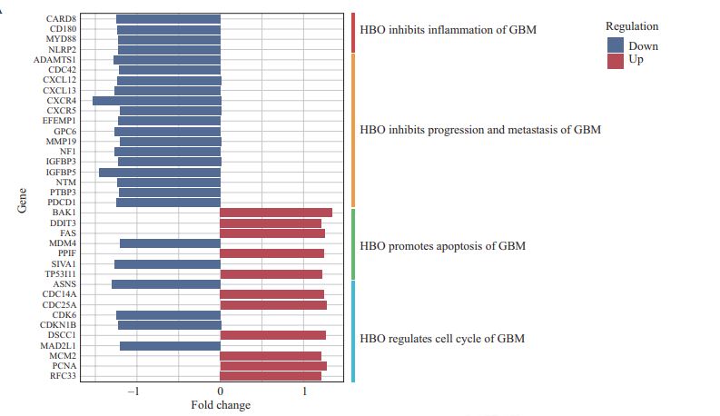 cmedicalscience's tweet image. This study identified candidate genes related to #HyperbaricOxygen-mediated promotion of #apoptosis, inhibition of inflammation and tumor growth, regulation of #vascularization, and prolongation of the #SurvivalTime of #glioblastoma patients. 

Read: link.springer.com/article/10.100…