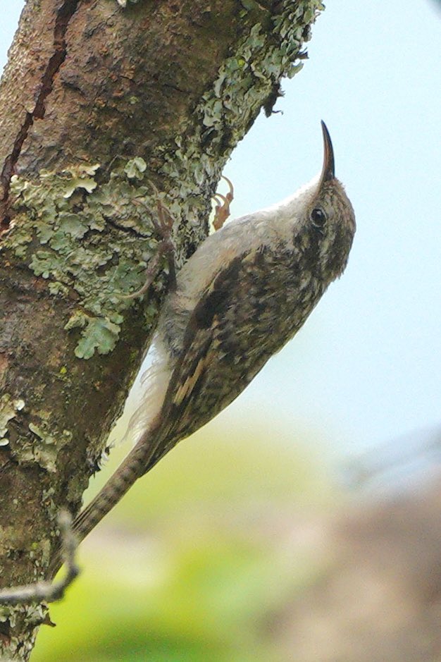 SanjayTiwariQED's tweet photo. Bar-tailed Tree Creeper
#IndiAves
#Backyardbirding
#BirdsofUttarakhand
#WoodOwlCottageSatoli https://t.co/oRrWPDGqC0