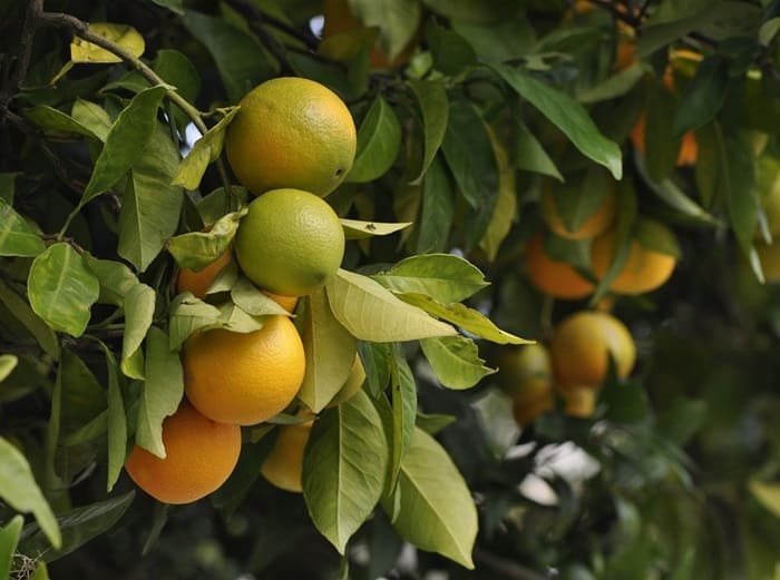 📢Nueva normativa UE sobre #fosetil aluminio

Cambios clave: ahora se mide solo el ácido #fosfónico y sus sales, no el fosetil aluminio.
Aplicación desde 29/04/2025.

👉agqlabs.es/2025/03/03/nor…

En AGQ Labs garantizamos análisis confiables y cumplimiento normativo.