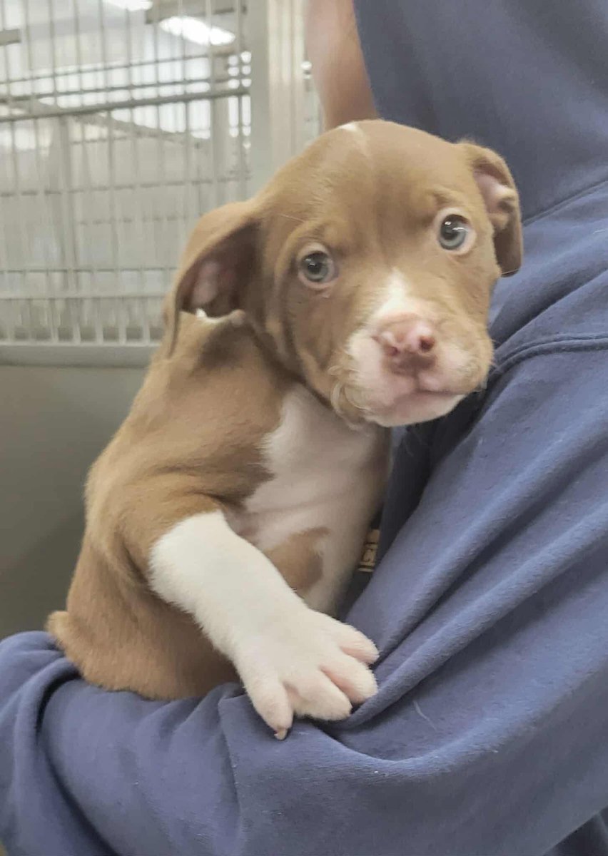 Pals!!!
It’s $5 Friday!
This week we saved Mama Suzie &amp; Puppy Bruce from an Alabama kill shelter.
Found stray, they were in danger of euthanasia for space.
We are so lucky to have donor matches taday! That means donations are doubled!!! 🥹♥️
rescuecoop.org/donate