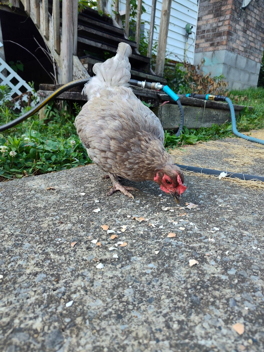 CJs_Chicks tweet media