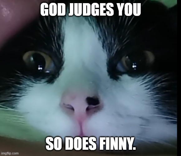 Life has a crazy way of changing on you. I went from a slow decent into unhappiness into the way up towards a very real and very happy future with the ones I care about. 

Enjoy this picture of my cat.