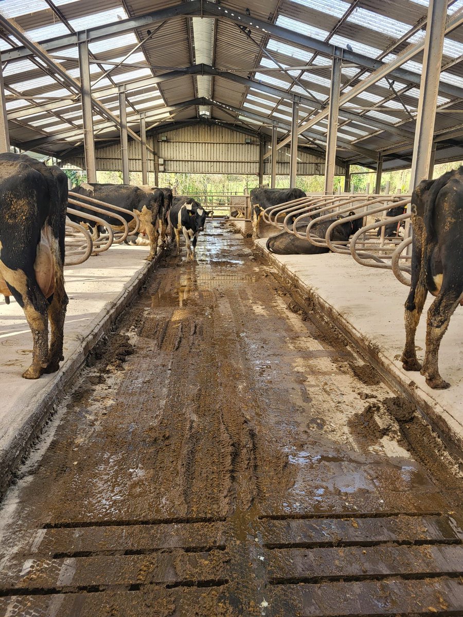 WANTED: Assistant Manager, East Cork. 130 cows milked with robots. Feeding and scraping are also done robotically. Manage the day-to-day operations on this farm including herd health, calving, calf feeding, and grass measuring. Contact Denis for more info: +353 (87) 470 6315