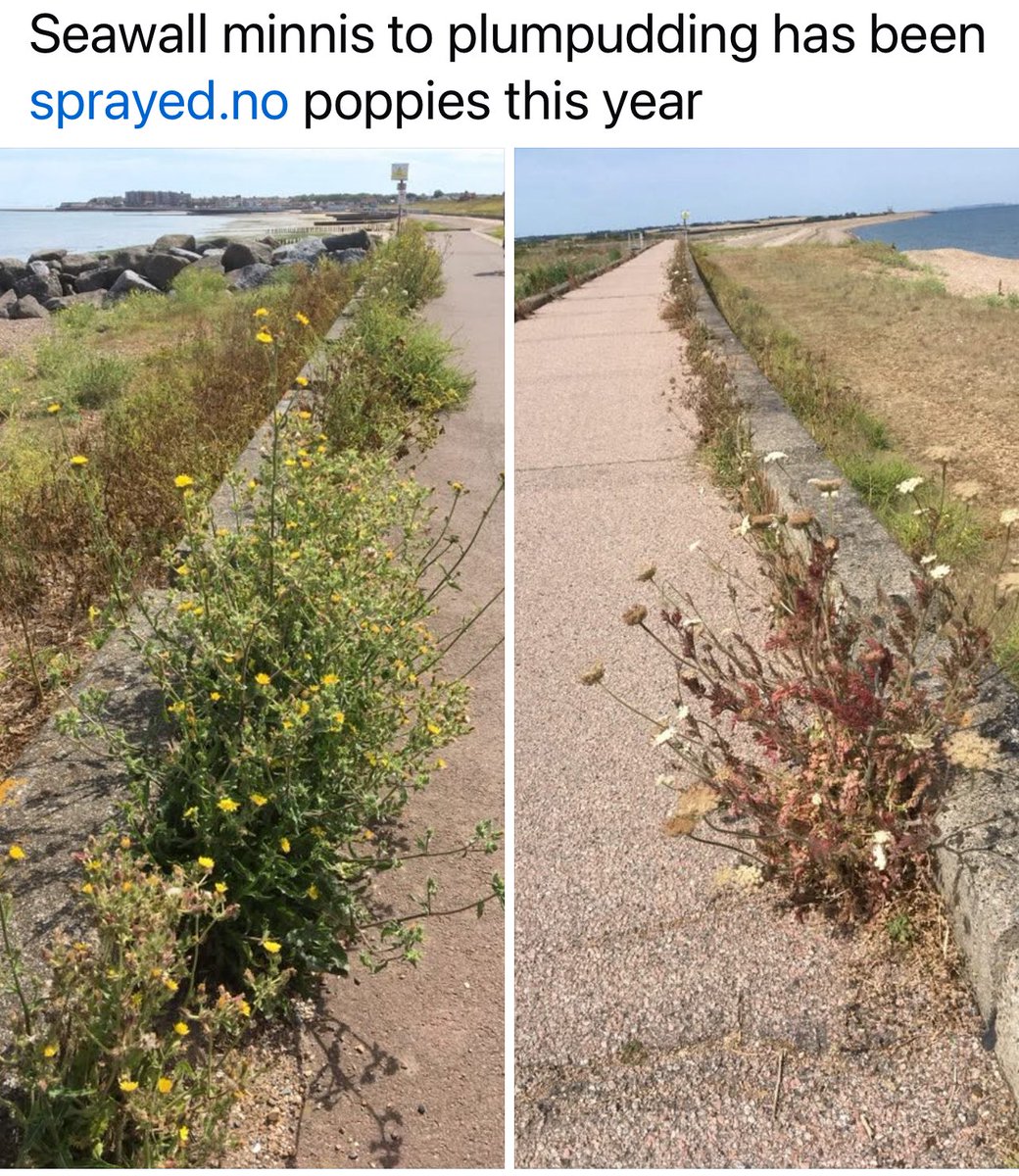 saveourfarms πππ (@riversideros) on Twitter photo Is it acceptable to use spray at a SSSI? Not sure who has carried it out .Any expert advice appreciated. <a href="/FWAGSouthEast/">FWAG South East</a> <a href="/NaturalEngland/">Natural England</a> <a href="/EnvAgencySE/">Environment AgencySE</a> <a href="/BirdWiseEK/">Bird Wise East Kent</a> <a href="/ThanetCouncil/">.</a> Is it acceptable to use spray at a SSSI? Not sure who has carried it out .Any expert advice appreciated. <a href="/FWAGSouthEast/">FWAG South East</a> <a href="/NaturalEngland/">Natural England</a> <a href="/EnvAgencySE/">Environment AgencySE</a> <a href="/BirdWiseEK/">Bird Wise East Kent</a> <a href="/ThanetCouncil/">.</a>