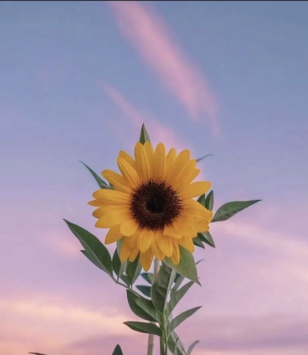 sunflowerchives's tweet photo. perfect timing💛 https://t.co/mJJKriUXLH