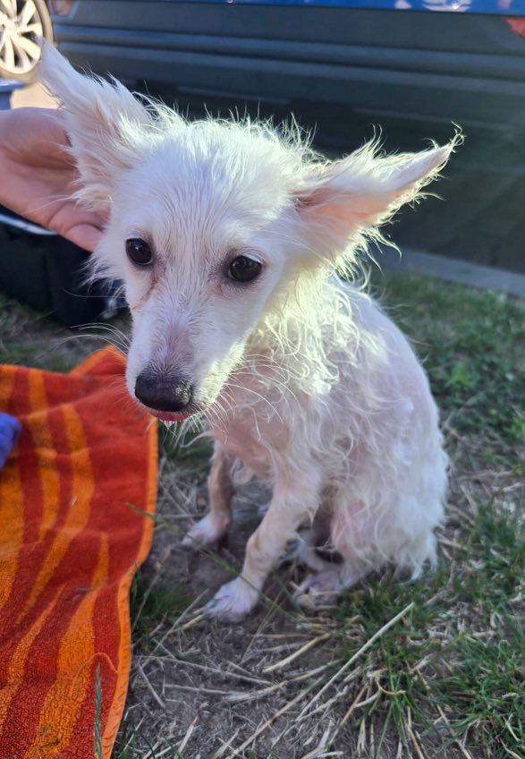 🌐 ᴛʜᴇᴘᴏʟᴀɴᴅɴᴇᴡs 🌐 tweet media