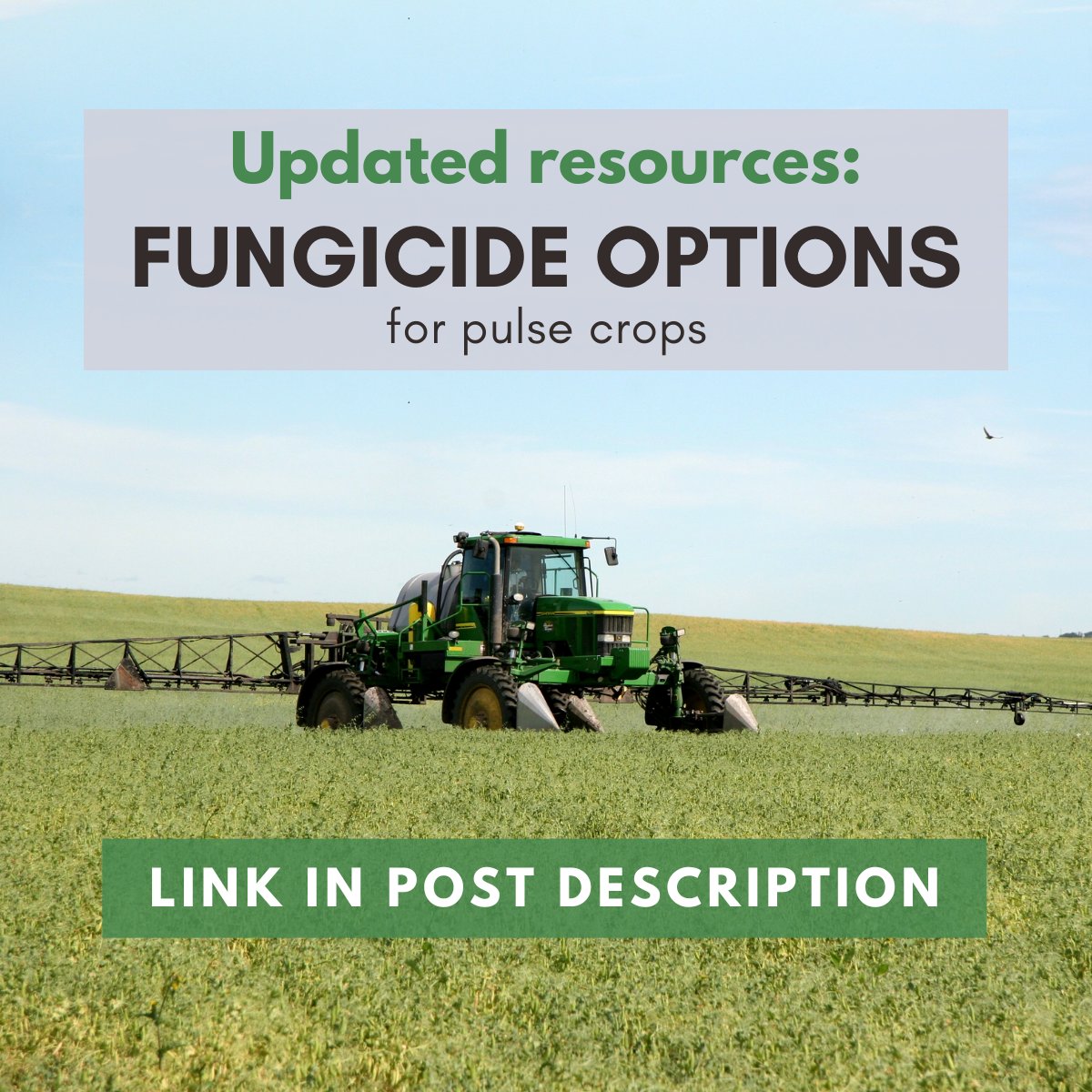 Good moisture conditions, high humidity,  warm temperatures, tight rotations, &amp; history of disease can all increase the risk of foliar diseases in your pulses. Know which fungal disease you are targeting &amp; if the product being sprayed has activity on it: saskpulse.com/resources/fung…