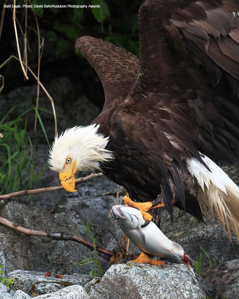 Happy 4th of July from Audubon North Carolina!