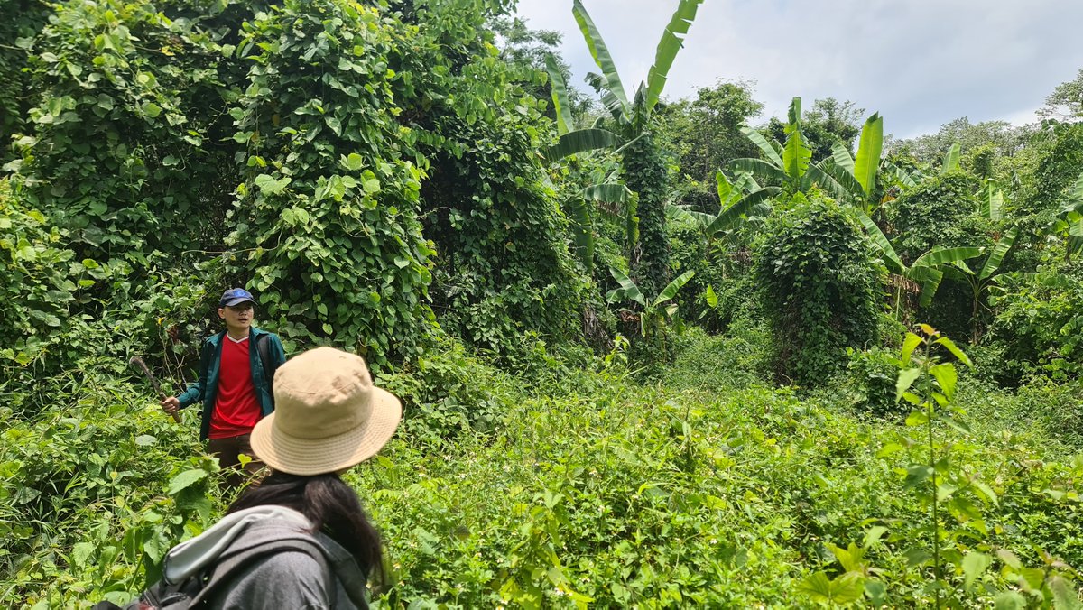 1TrillionTrees's tweet image. In the Nam Et Phou Louey National Park, Laos, partner @TheWCS is restoring degraded forest in abandoned agricultural areas. So far, around 24,000 new trees have regenerated. Read more in the latest Trillion Trees #ReForestFund report ➡️ bit.ly/3I2lta7