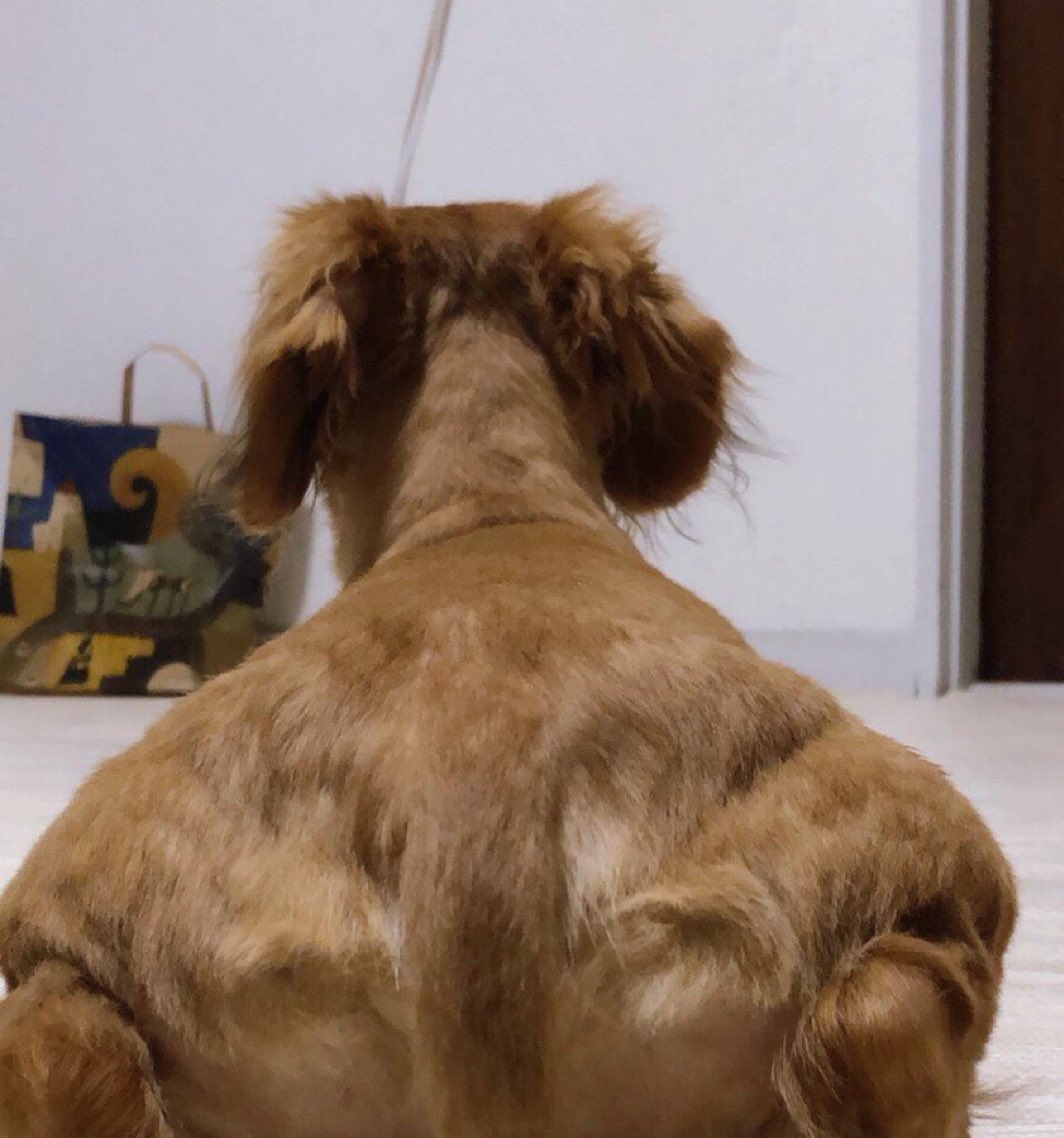癒しの動物 tweet media
