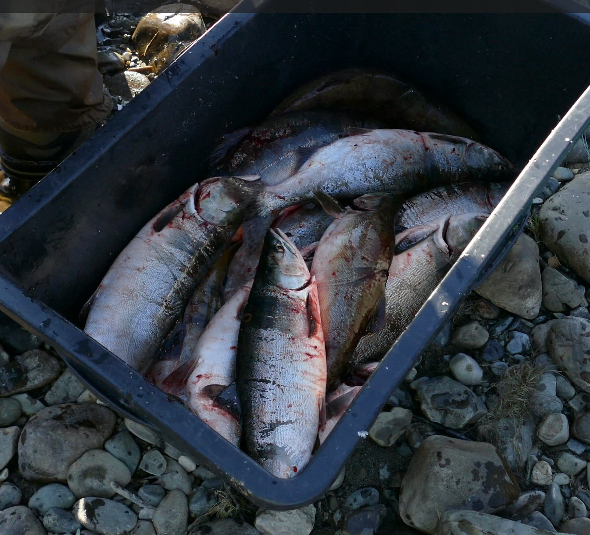FeFo_no's tweet photo. Vi får spørsmål om det er mulig for private å hente pukkellaks fra fellene i Lakselva og Smørfjordelva.
I år har Lakselvvassdragets fiskeforvaltning/Leavnnjačázadaga guolástalanhálddahus/Lemmijoven kalastuksenhallinto inngått en avtale med Nordvågen Fiskemottak AS som vil hente pukkellaksen fra fellene i Lakselva og FeFo har samme avtale for Smørfjordelva. Dette gjør at fisken blir tatt vare på og kan både bli brukt til mat for mennesker og dyr, og til biogass.