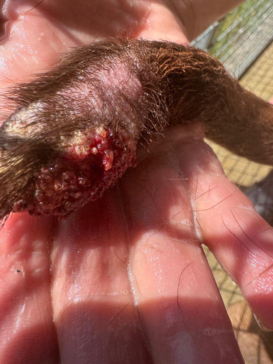 Weekend Update from DOTS HQ 

Thank the Lawd the weather is finally calming down! 😅 But, with temperatures set to rise again next week, we’re already glued to the forecast (honestly, it’s like a new hobby at this point!) so we can pre-plan our outreach work for the dogs and