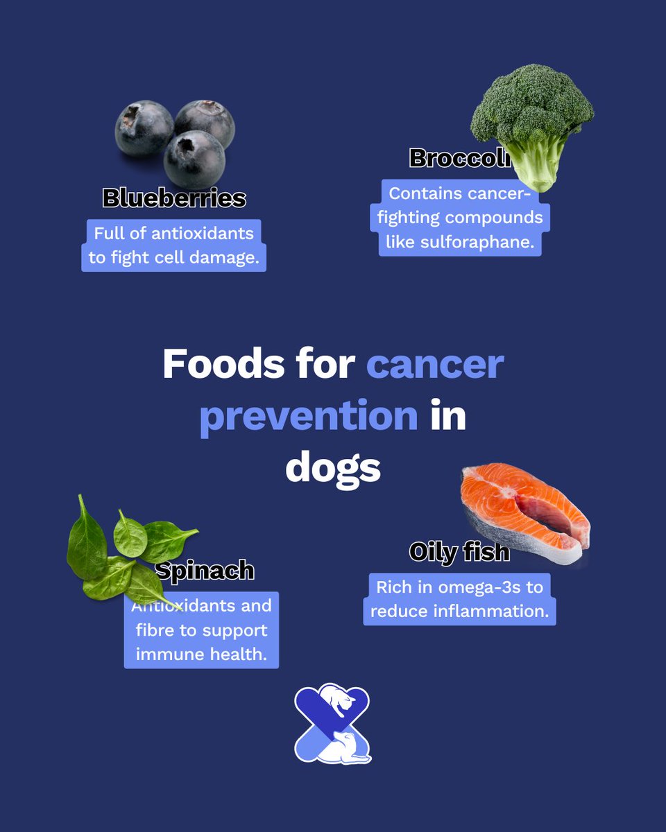 Some foods may help reduce cancer risk in dogs 🐾

🫐 Blueberries
🥦 Broccoli
🥬 Spinach
🍣 Oily fish

Packed with antioxidants &amp; anti-inflammatory benefits to support your dog’s health 💙

#DogHealth #UKPetDrugs #PetNutrition #DogCareTips