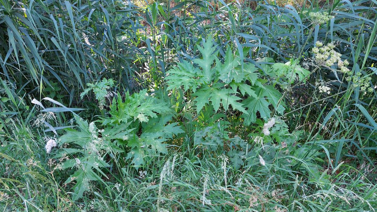 Brabant vernieuwt aanpak tegen invasieve exoten. Om deze soorten effectiever te bestrijden is een plan van aanpak Invasieve Exoten 2025-2027 vastgesteld.
Lees meer: brabant.nl/actueel/nieuws…