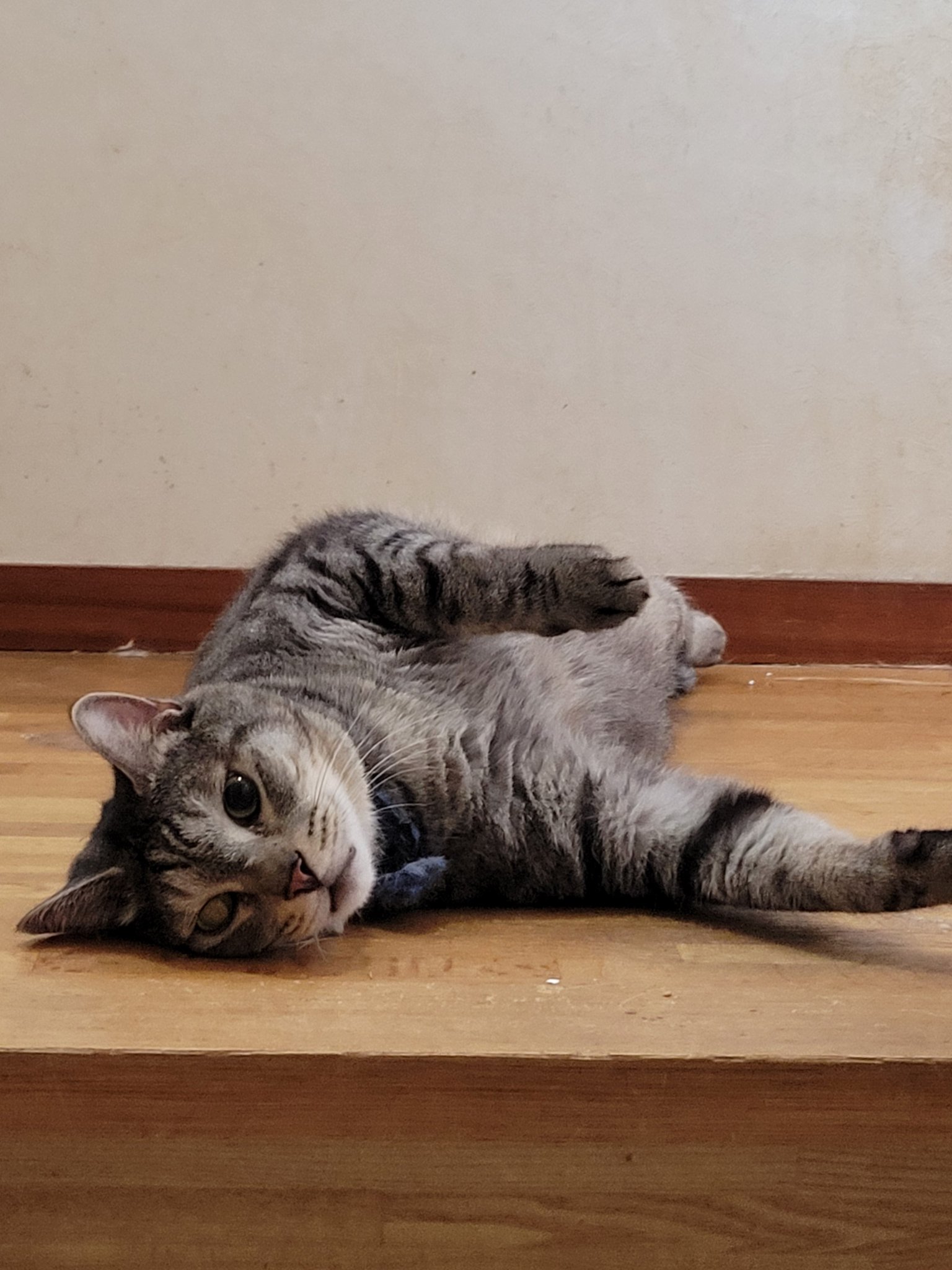 プランチュ様 困難をくぐり抜け帰ってきたねこ様たち 危ぶんだ2つの命、ぼくたちは負けない Two frail kittens. - YouTube