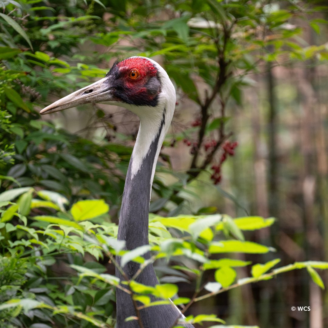 centralparkzoo's tweet image. Happy Fourth of July from all of us at the Central Park Zoo! We’re open today and would love for you to stop by and celebrate with some wildlife watching!