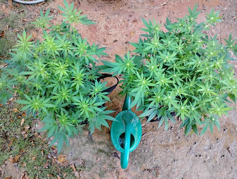 LA Confidential 🪙 Saving code: CANAKUSH🪙 
Amazing strain. Handles topping and training well. She don't get as thirsty as other plants either. Definitely will purchase again buff.ly/YDmY3m3