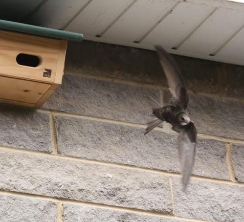 Semajsmada1's tweet photo. @WriterHannahBT Well, Hannah just maybe. I'm feeling quite overcome really. After 5 years waiting my swift box has just received two swifts and I'm sitting in my front garden listening to them and watching 6 friends skim by overhead! Very proud!!! https://t.co/wVN7wQE3bC