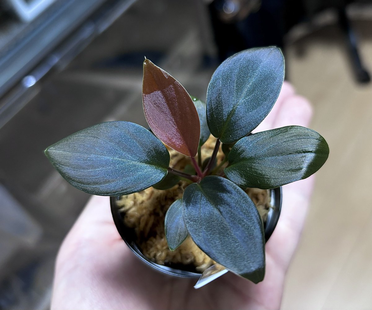 ホマロメナ3種 ホマロメナ 雑種Homalomena ×～交配記録3成功！ – 熱帯植物.com
